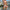 prince-wear Briefs ADANNU | Clear Waistband Bikini Brief