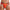 prince-wear popular products Orange / M JOCKMAIL | Dynamic Jockstrap
