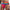 prince-wear popular products Red / M JOCKMAIL | Rainbow Jockstrap